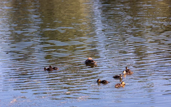 Ente und Entchen — Stockfoto