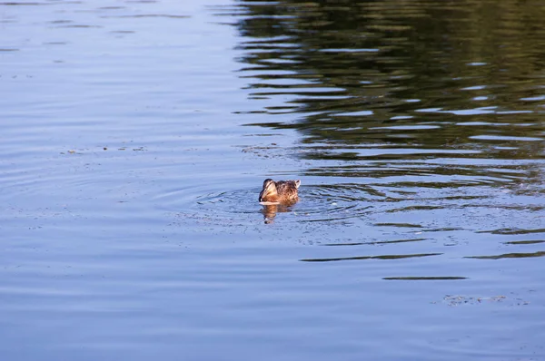 Ducks on the Danube — Stock Photo, Image