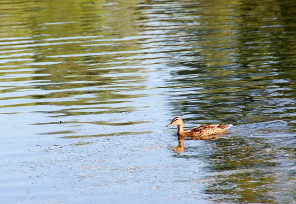 Enten auf der Donau — Stockfoto