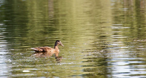 Enten auf der Donau — Stockfoto