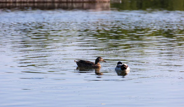 Ducks on the Danube — Stock Photo, Image