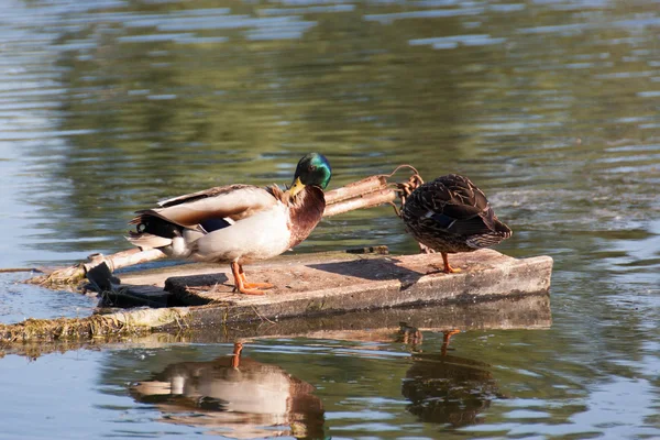 Patos no Danúbio — Fotografia de Stock