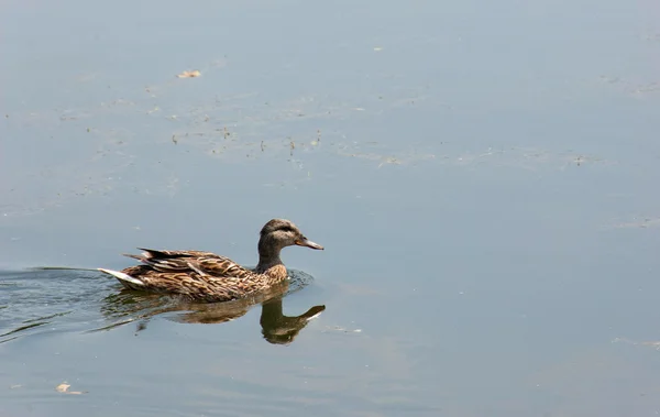 Canards sur le Danube — Photo