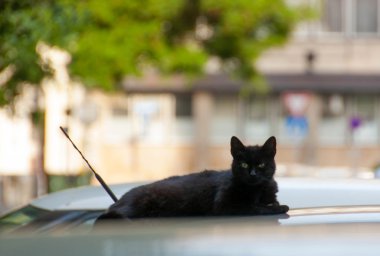 Black cat on car clipart