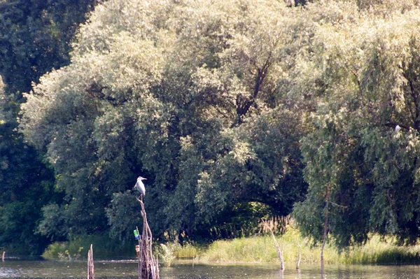 Grey Heron - Ardea Cinerea — Stock Photo, Image
