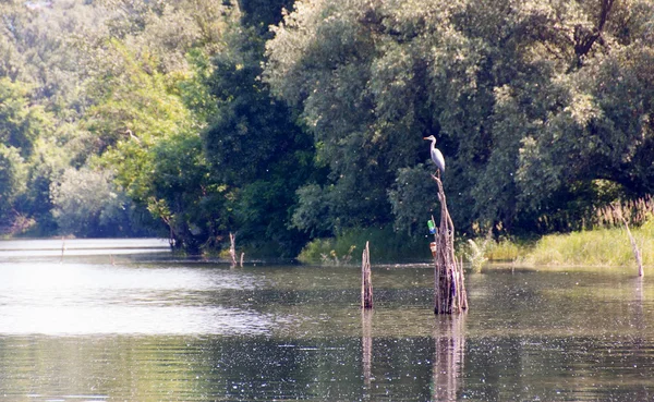 グレイ・ヘロン- Ardea cinerea — ストック写真