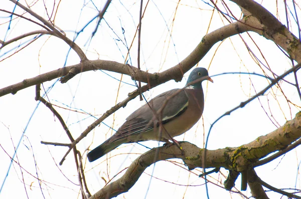 Pigeon des bois - Columba palumbus — Photo