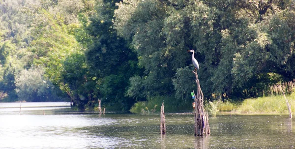 Grijze reiger - Ardea cinerea — Stockfoto