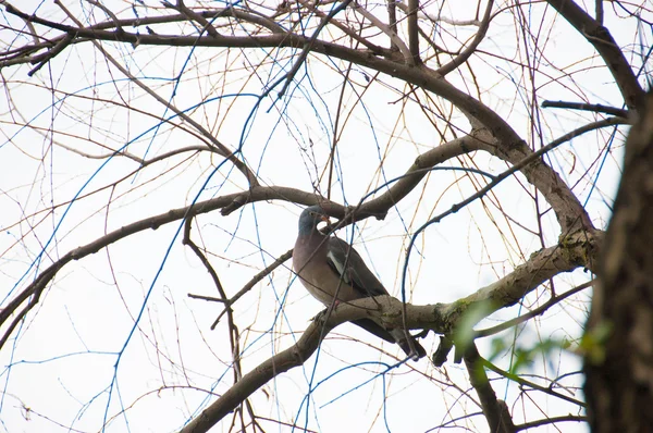 Woodpigeon-Columba palumbus — Stok fotoğraf