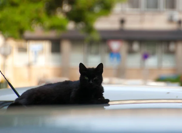 Czarny kot na samochód — Zdjęcie stockowe