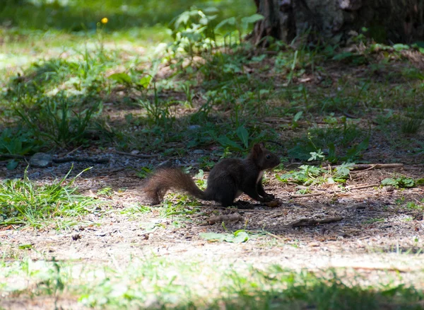 In het park op Zlatibor eekhoorn — Stockfoto