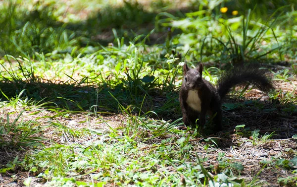 In het park op Zlatibor eekhoorn — Stockfoto