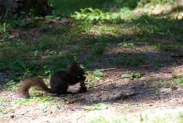 In het park op Zlatibor eekhoorn — Stockfoto