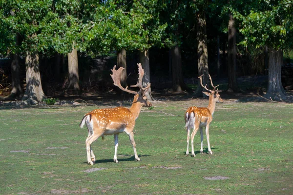 Rood Hert Europees Hert Een Kudde Herten Reeën Bij Het — Stockfoto