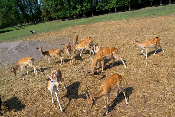 Cervo Rosso Cervo Europeo Una Mandria Cervi Caprioli Vicino Lago — Foto Stock