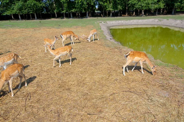 Veado Vermelho Veado Europeu Uma Manada Veados Veados Lago Imagem — Fotografia de Stock