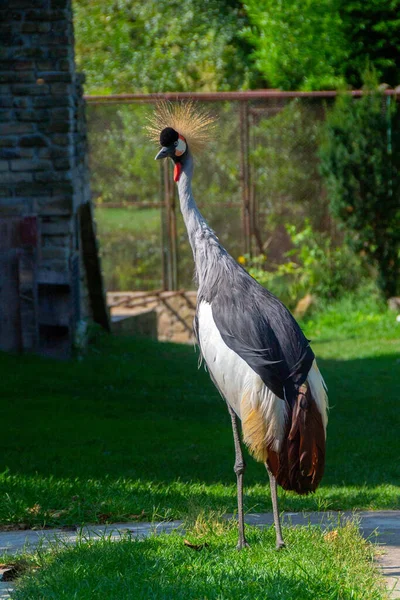 Oost Afrikaanse Gekroonde Kraanvogel Tuin Afbeelding — Stockfoto