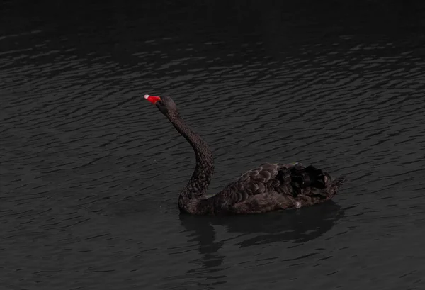 在湖面上游泳的黑天鹅 — 图库照片