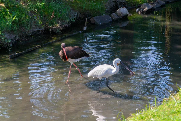 Zwarte Ooievaar Euraziatische Lepelaar Spelen Het Water Afbeelding — Stockfoto