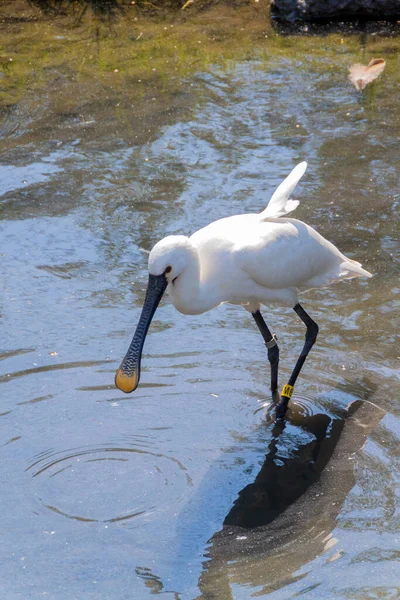 Colher Eurasiática Procurando Comida Água Imagem — Fotografia de Stock