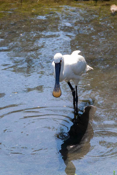 Eurasian Spoonbill Looking Food Water Image — Stock Photo, Image