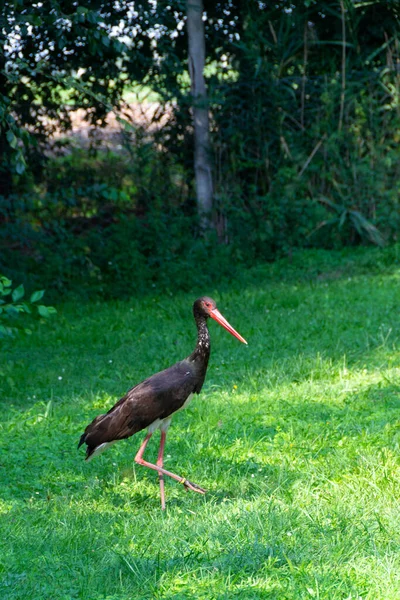 Zwarte Ooievaar Loopt Het Gras Afbeelding — Stockfoto