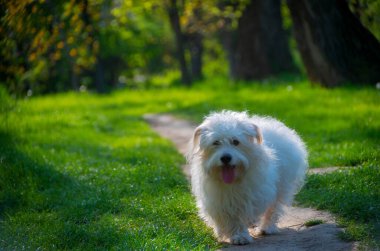 Oyuncu küçük beyaz köpek, Coton de Tulear - görüntü