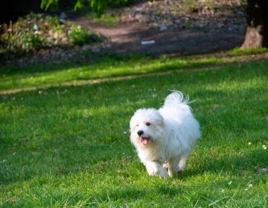 Oyuncu küçük beyaz köpek, Coton de Tulear - görüntü