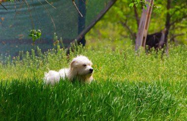 Oyuncu küçük beyaz köpek, Coton de Tulear - görüntü
