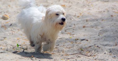 Oyuncu küçük beyaz köpek, Coton de Tulear - görüntü