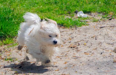 Oyuncu küçük beyaz köpek, Coton de Tulear - görüntü