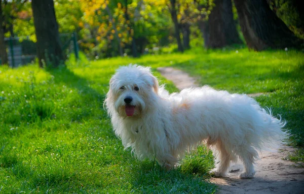 顽皮的小白狗 Coton Tulear — 图库照片