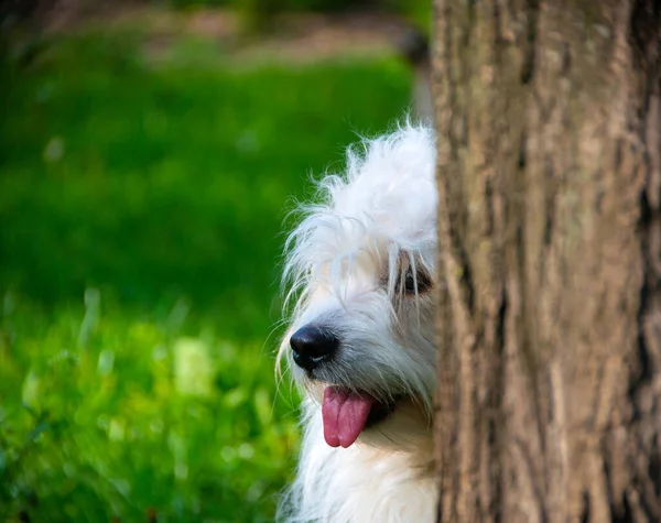 Speelse Witte Hondje Coton Tulear Afbeelding — Stockfoto