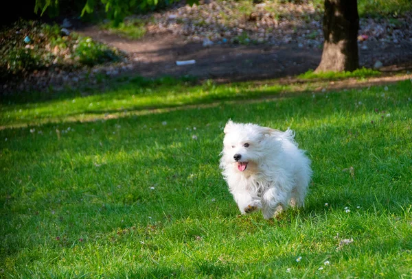 Playful Little White Dog Coton Tulear Image — Stock Photo, Image
