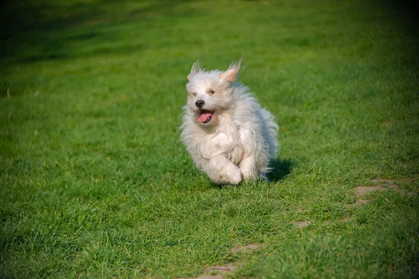 Malý Hravý Bílý Pes Coton Tulear Obrázek — Stock fotografie
