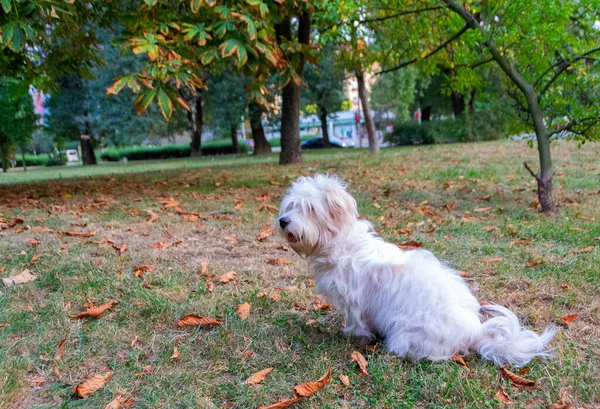 Juguetón Perrito Blanco Coton Tulear Imagen — Foto de Stock