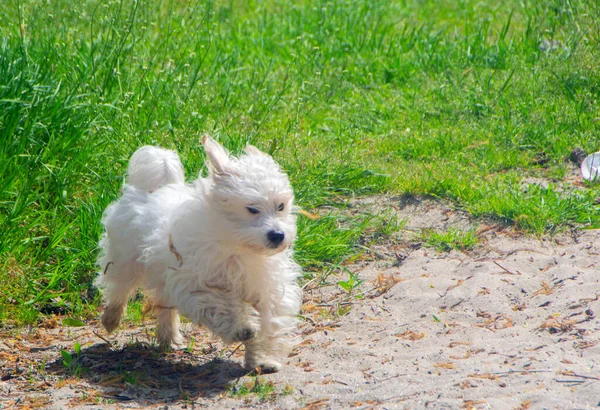 Playful Little White Dog Coton Tulear Image — Stock Photo, Image