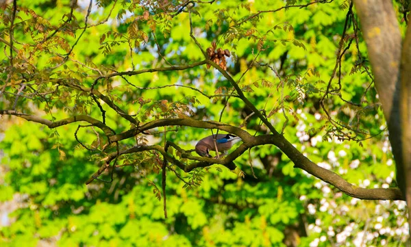 Jays Karga Ailesindeki Kuşlar Jay Şehir Parkında Oynuyor Görüntü — Stok fotoğraf