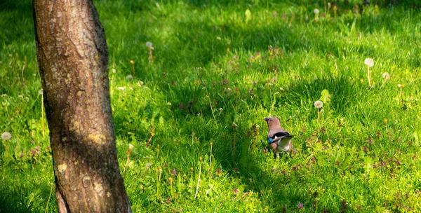 Gays Pássaros Família Dos Corvos Jay Brincando Parque Cidade Imagem — Fotografia de Stock