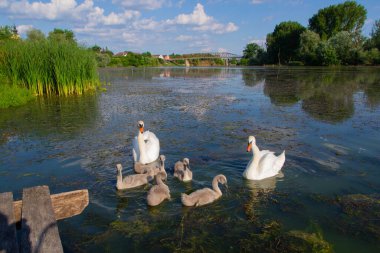 Studva nehrinde yavrularıyla birlikte kuğular - görüntü
