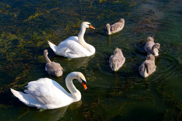 Cisnes Con Sus Crías Río Studva Imagen —  Fotos de Stock