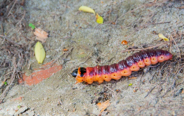 Lagartas São Fase Larval Membros Ordem Lepidoptera Imagem — Fotografia de Stock