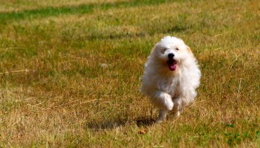 Şirin köpek, Coton de Tulear, berrak bir derede serinliyor - görüntü