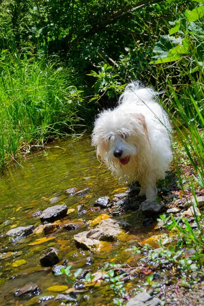 Şirin köpek, Coton de Tulear, berrak bir derede serinliyor - görüntü