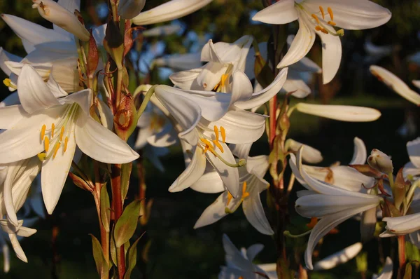 Flores de lirio — Foto de Stock