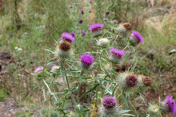 Burdock — Stock Photo, Image