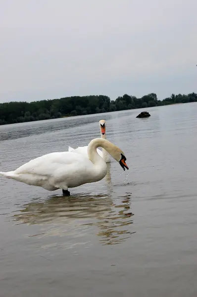 Swan — Stock Photo, Image