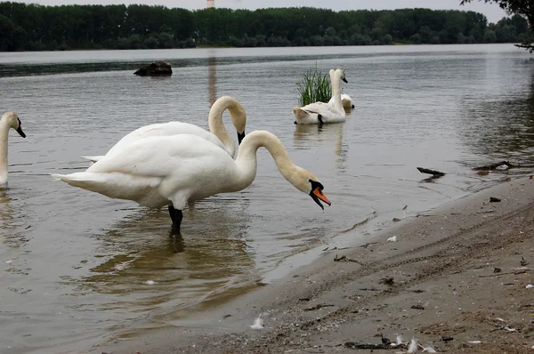 Cisne — Foto de Stock