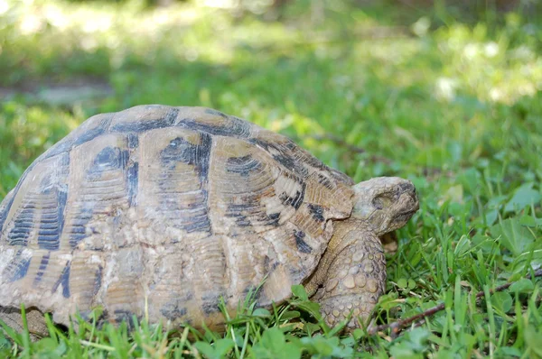 Schildkröte — Stockfoto