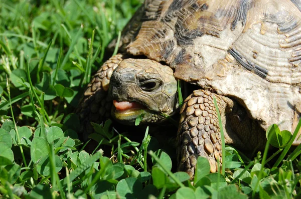 Zeeschildpad — Stockfoto